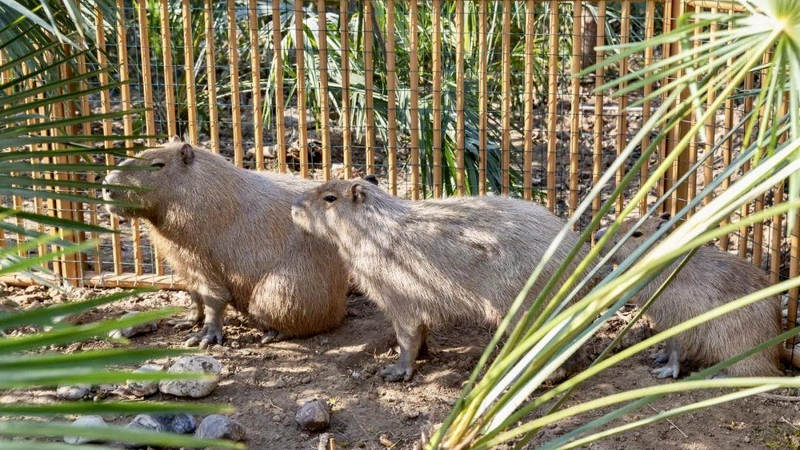 Capibara en fuga: ¡Se ofrece recompensa por el regreso de Doubao!