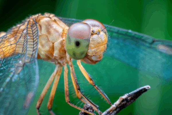 Cerebros animales: el plano de la naturaleza para tecnología avanzada Cerebros animales: el plano de la naturaleza para tecnología avanzada