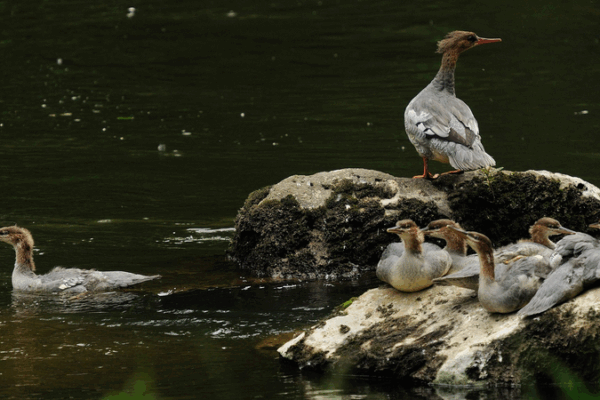 Raros polluelos de mergansers chinos nacen en la Montaña Changbai Raros polluelos de mergansers chinos nacen en la Montaña Changbai video poster