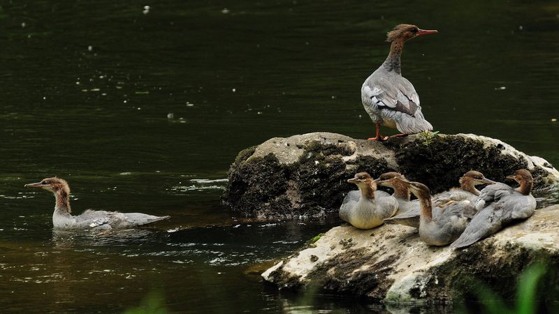 Raros polluelos de mergansers chinos nacen en la Montaña Changbai video poster