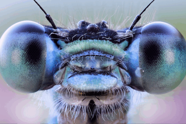 Avance en visión biónica impulsada por IA