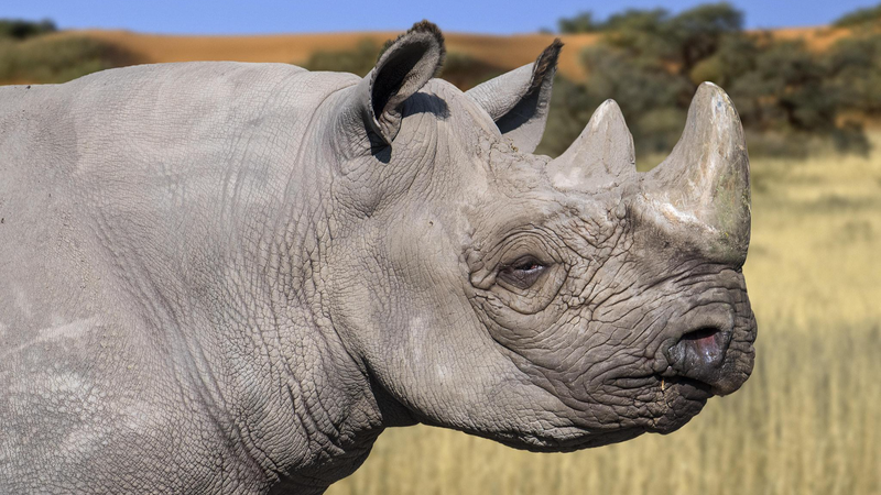 Kenia impulsa la conservación de rinocerontes con audaz traslado