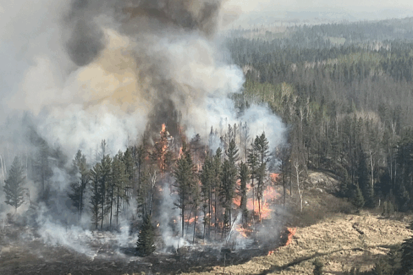 Crisis de Incendios Forestales: Declive en la Recuperación Global de Bosques Crisis de Incendios Forestales: Declive en la Recuperación Global de Bosques