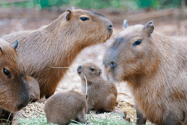 Sorpresa del Día del Trabajo: Nuevas estrellas de vida silvestre en el parque de Yunnan