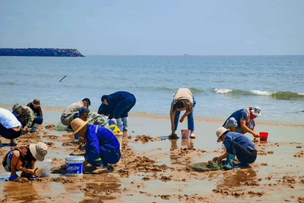 La fiebre de la recolección de almejas desata diversión veraniega en Rizhao La fiebre de la recolección de almejas desata diversión veraniega en Rizhao