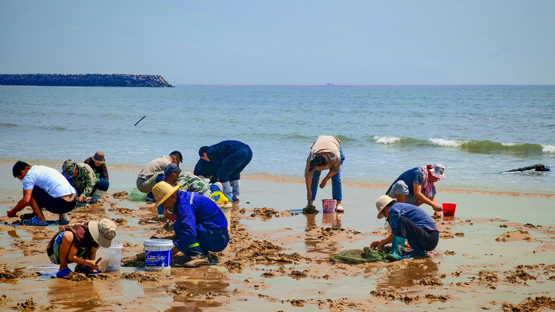La fiebre de la recolección de almejas desata diversión veraniega en Rizhao