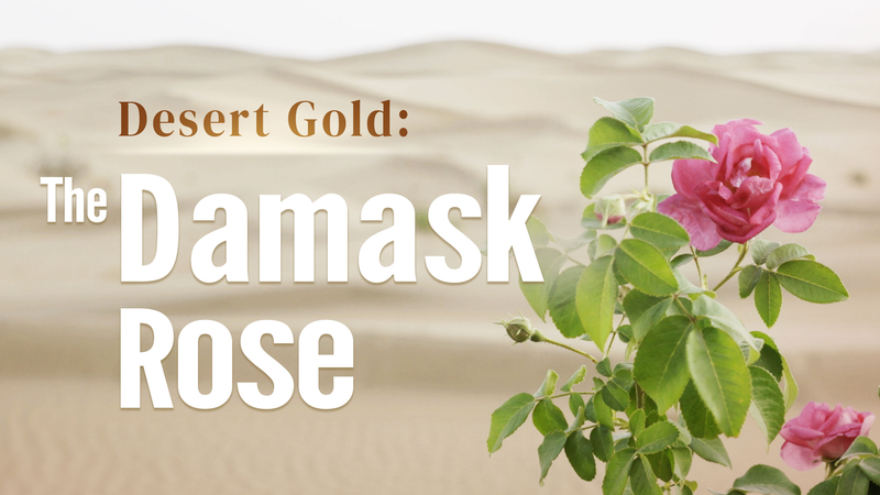 Oro del Desierto: Rosas Damascenas Brillan en Tierras Áridas Oro del Desierto: Rosas Damascenas Brillan en Tierras Áridas video poster