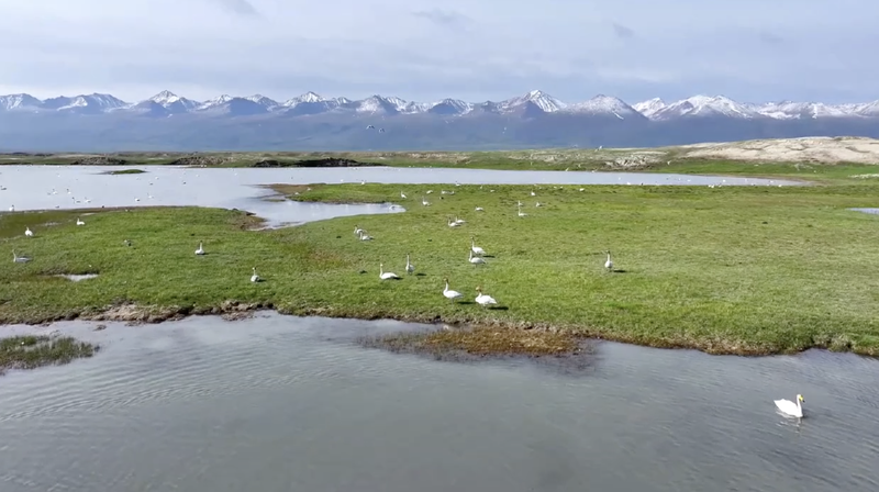 Más de 10,000 cisnes salvajes anidan en los humedales de Bayinbuluk, Xinjiang Más de 10,000 cisnes salvajes anidan en los humedales de Bayinbuluk, Xinjiang video poster
