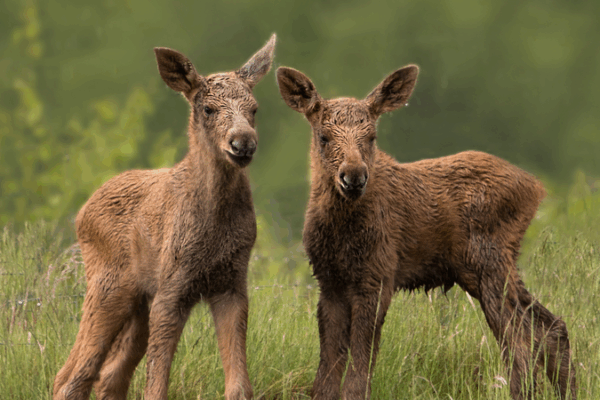 China y Gran Bretaña se unen para un financiamiento más ecológico