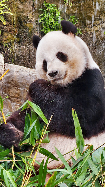 Conoce_a_Le_Le__El_panda_foodie_de_Hong_Kong_brilla_en_Ocean_Park video poster