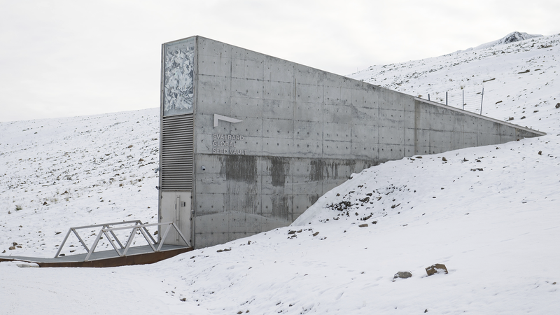 Los bancos de genes globales refuerzan la bóveda de Svalbard con más de 11,000 muestras de semillas Los bancos de genes globales refuerzan la bóveda de Svalbard con más de 11,000 muestras de semillas
