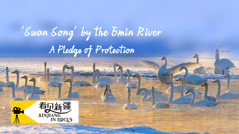Canto del cisne: Un legado de protección en el río Emin video poster