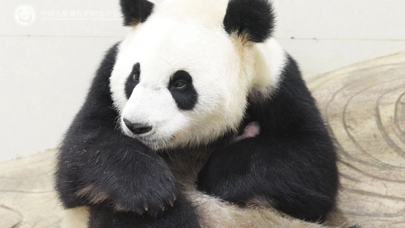 El primer cachorro de panda de 2025 brilla en el Centro de Conservación de Sichuan
