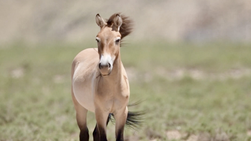 Renacimiento Salvaje: Caballos en Peligro de Extinción Recorren Ningxia video poster