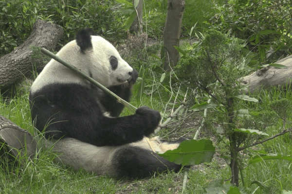 Celebrando 35 Años: Xin Xin, la Querida Osa Panda Gigante de América Latina video poster
