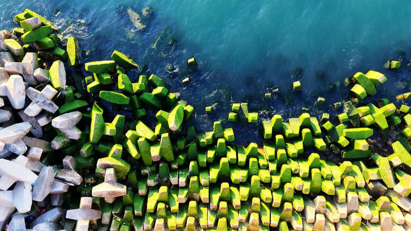 Las_algas_verdes_transforman_el_rompeolas_de_Qingdao