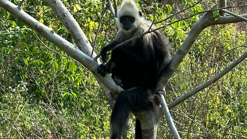 De Excremento a Esperanza: Avance en la Conservación del Langur video poster