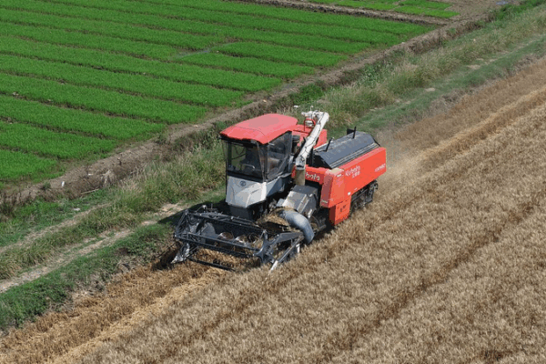 Mangzhong: La Animada Temporada de Cultivo en China Mangzhong__La_Animada_Temporada_de_Cultivo_en_China
