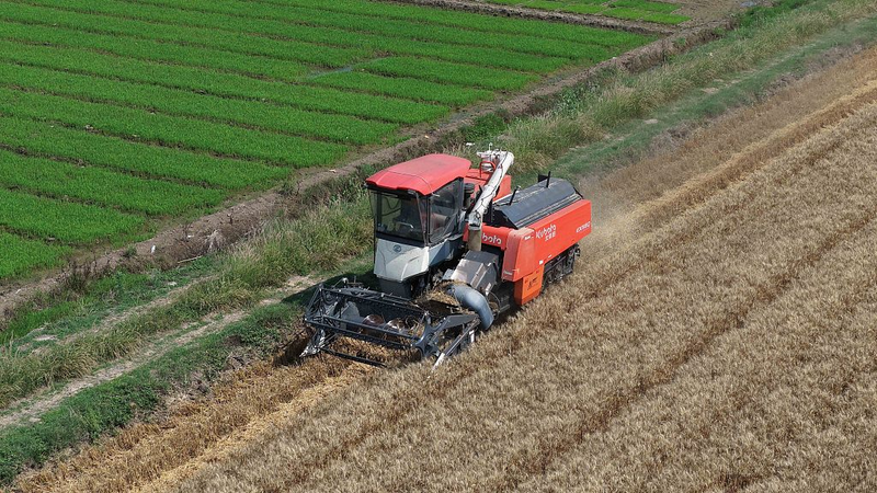 Mangzhong__La_Animada_Temporada_de_Cultivo_en_China