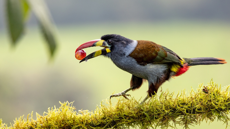 ¡A las aves les encanta lo ácido! Investigadores chinos descifran el código genético