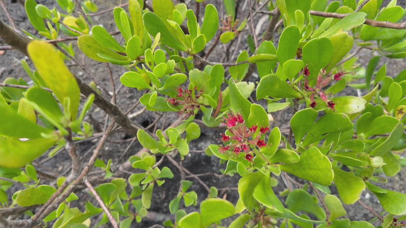 Celebrando los Trópicos: Biodiversidad y Resiliencia