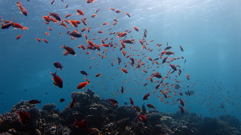 CGOF1.0 de China: Un cambio radical para los datos globales oceánicos