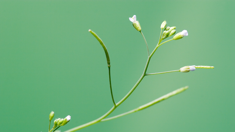 PlantGPT: Revolucionando la genómica funcional de plantas PlantGPT: Revolucionando la genómica funcional de plantas