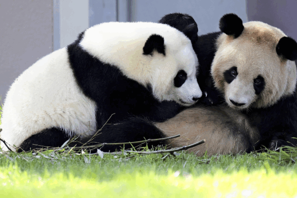 Pandas gigantes llegan a Chengdu desde Wakayama Pandas_gigantes_llegan_a_Chengdu_desde_Wakayama