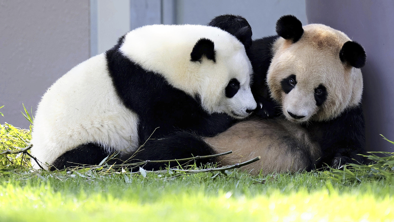 Pandas_gigantes_llegan_a_Chengdu_desde_Wakayama