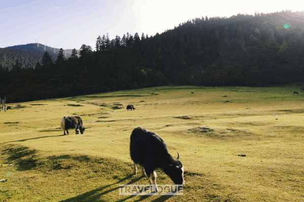Lulang Brilla: Revitalización Rural en Xizang