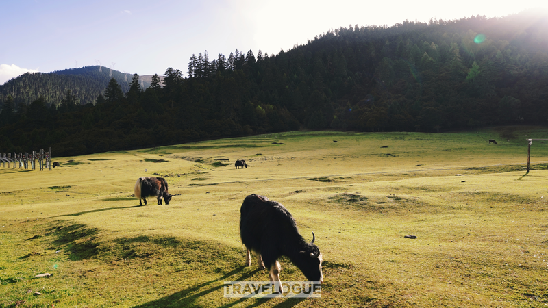 Lulang Brilla: Revitalización Rural en Xizang