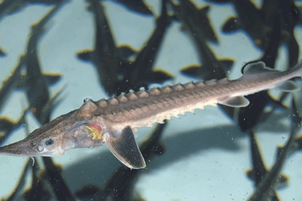 Descubrimiento: ¡Tiburón de Yangtsé se reproduce en la naturaleza!