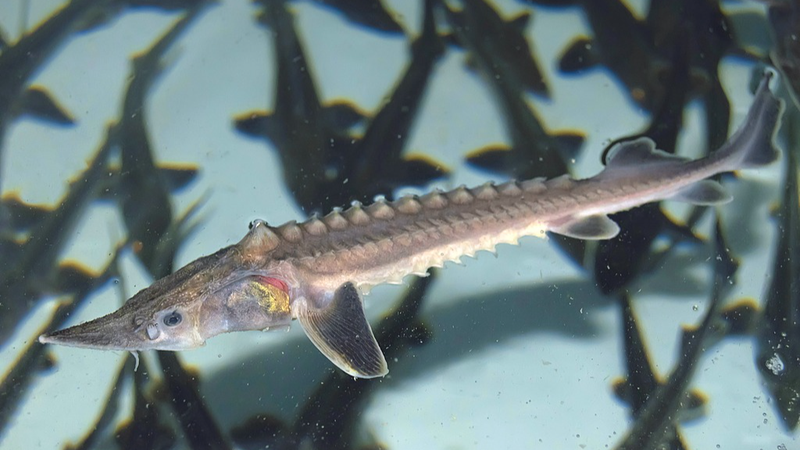 Descubrimiento: ¡Tiburón de Yangtsé se reproduce en la naturaleza!