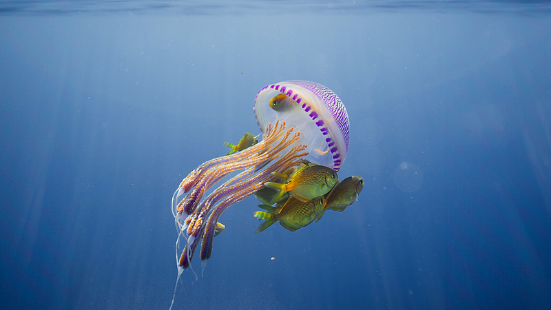 Sumérgete en el mágico azul profundo: Especial Día Mundial de los Océanos