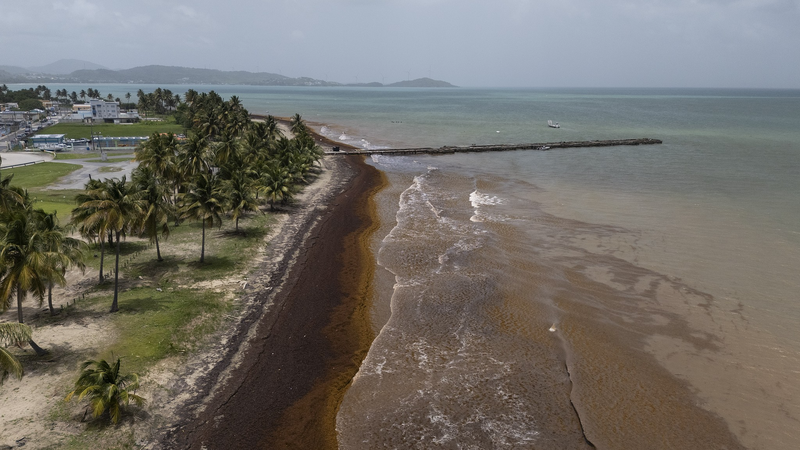 Aumento récord de algas perturba las costas del Caribe