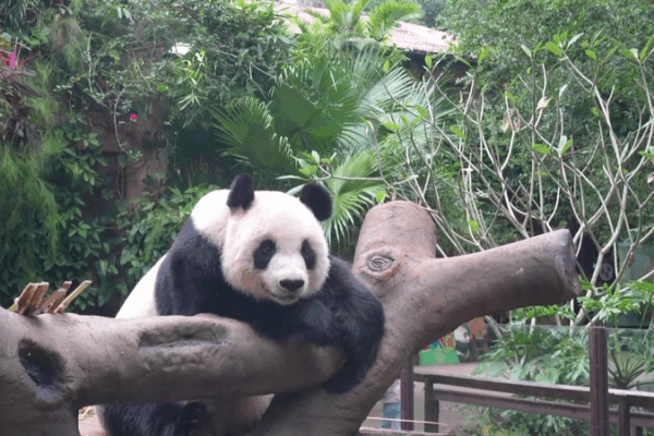 Un Día con los Adorables Hermanos Panda de Hainan Un Día con los Adorables Hermanos Panda de Hainan video poster