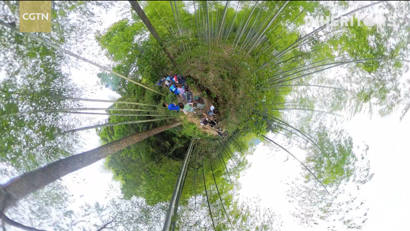 Carrera de Bambú: Aventura Verde Salvaje en Anji Carrera de Bambú: Aventura Verde Salvaje en Anji video poster