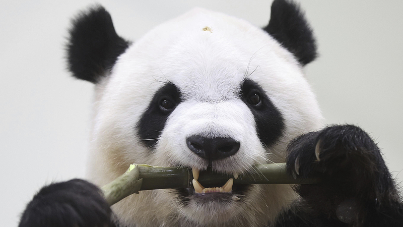 Pandas gigantes se despiden: Japón a China
