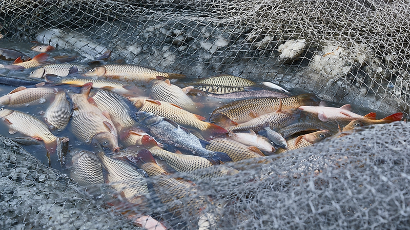 Informe de la FAO: ¡35% de las poblaciones de peces marinos sobreexplotadas!