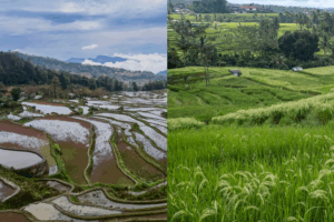 Maravillas antiguas de irrigación: terrazas y sistemas Subak