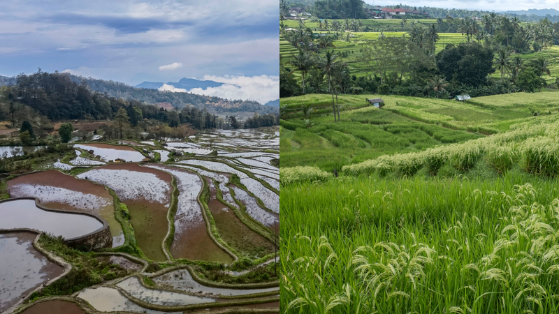 Maravillas antiguas de irrigación: terrazas y sistemas Subak