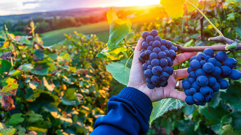 La tecnología inteligente impulsa una revolución digital del vino en Ningxia