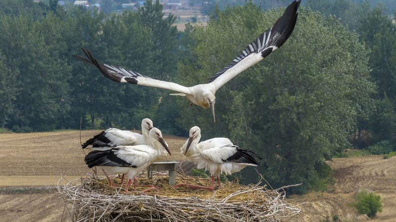 Cigüeñas Orientales Raras Anidan en el Refugio Ecológico de Jiangsu