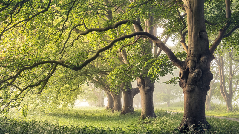 Respiración del tronco de los árboles: el fresco secreto del clima de la naturaleza