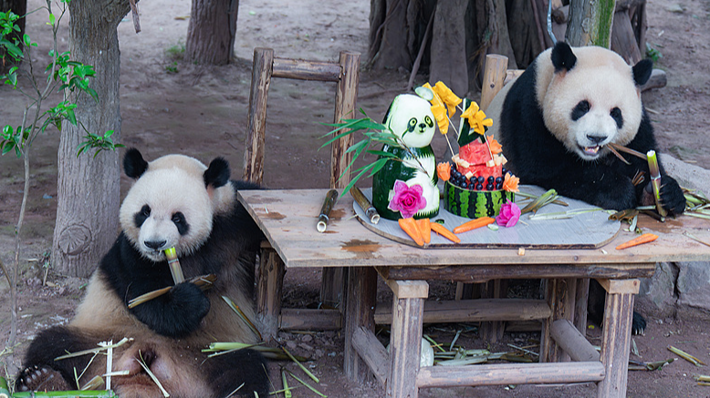 Los gemelos de panda gigante brillan en la fiesta de su cuarto cumpleaños en el Zoológico de Chongqing Los gemelos de panda gigante brillan en la fiesta de su cuarto cumpleaños en el Zoológico de Chongqing