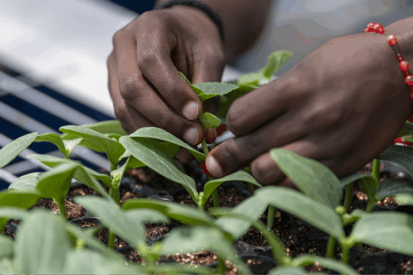 Los Jóvenes Impulsan un Futuro Verde: La China Continental y África se Unen