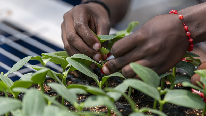 Los Jóvenes Impulsan un Futuro Verde: La China Continental y África se Unen