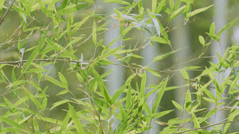 Donde el Bambú Crece Silenciosamente: La Encantadora Herencia de Anji