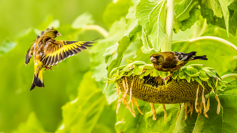 Aves se reúnen para un festín de girasoles en el Parque del Humedal de Jiangxi