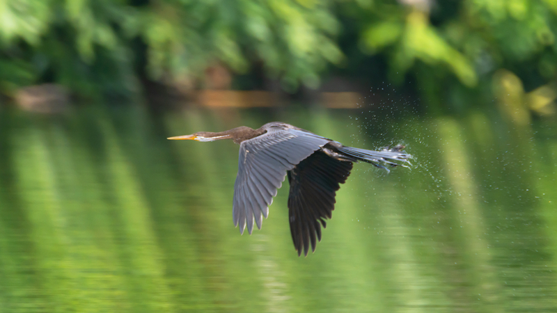 Avistamiento_raro_de_Anhinga_Oriental_en_Hainan_emociona_a_los_amantes_de_las_aves